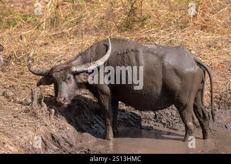 Buffle d'eau thaïlandais dans les rizières près de Kho Ku So Bamboo Bridge dans le nord de la Thaïlande près de Pai Banque D'Images