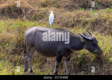 Aigrette de bovins sur un buffle thaïlandais dans des rizières du nord de la Thaïlande Banque D'Images