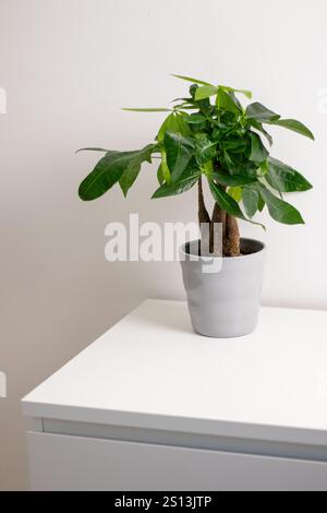 Une plante Pachira aquatica poussant dans un pot gris debout sur une table de commode blanche dans une pièce à la maison Banque D'Images