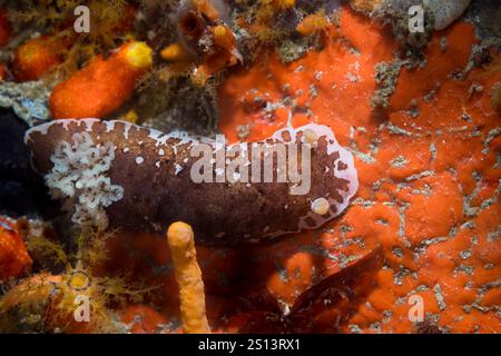 Limace de mer nudibranche dorée variable (Aphelodoris brunnea) sous l'eau sur le récif avec corps blanc et brun Banque D'Images