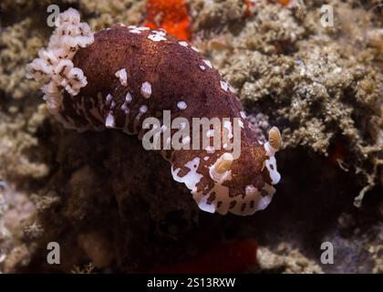 Limace de mer nudibranche dorée variable (Aphelodoris brunnea) sous l'eau sur le récif avec corps blanc et brun Banque D'Images