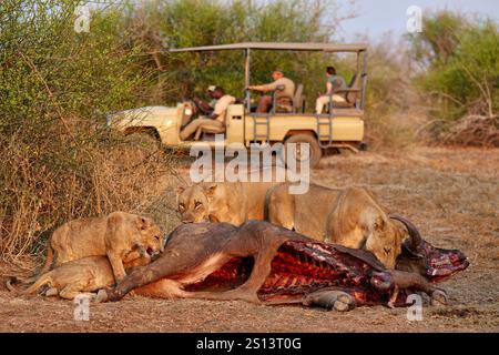 Touristes dans une voiture de safari regardant une fierté de lionne (Panthera leo) à Buffalo Kill, South Luangwa National Park, Mfuwe, Zambie, Afrique Banque D'Images