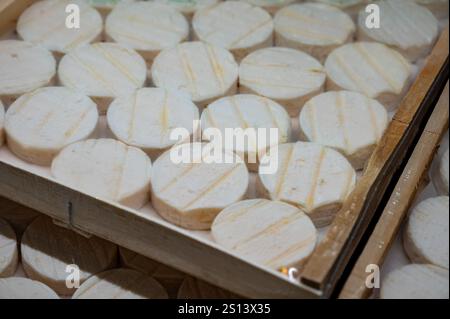 Fromage de chèvre mou Rocamadour ou cabecous à croûte molle produit à la ferme en Périgord et Quercy sur le marché fermier, département Lot en France Banque D'Images