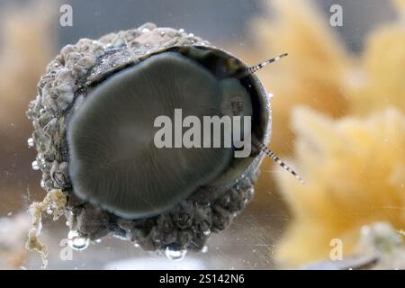Limpette commune, limpette commune européenne (Patella vulgata), sucée à une plaque de verre, vue d’en bas, France, Bretagne, Département des côtes-d’Armor, Erquy Banque D'Images