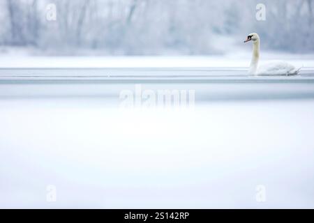 Cygne muet (Cygnus olor), nage sur un lac gelé dans un paysage enneigé, France Banque D'Images
