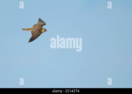 Faucon pèlerin (Falco peregrinus), jeune faucon pèlerin en vol dans le ciel, vue de côté, Allemagne, basse-Saxe Banque D'Images