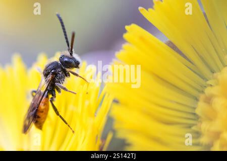 Fabricius Nomad (Nomada fabriciana), assis à Tussilago, Allemagne, Bade-Wuertemberg Banque D'Images