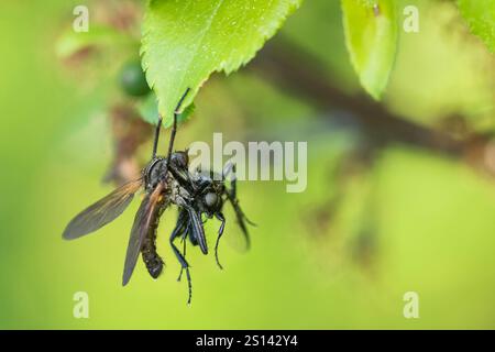 Mouche dansante (Empis tesselata), mâle avec proie sur une feuille, Allemagne, Bade-Wuerttemberg Banque D'Images