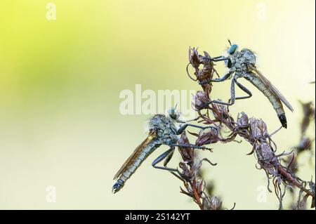 Voleur (Dysmachus fuscipennis), deux voleurs sur une plante, Allemagne, Bade-Wuerttemberg Banque D'Images