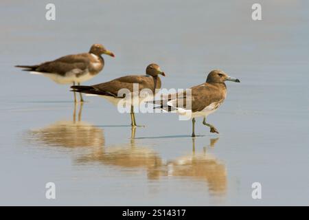 Goélette suie, goélette Aden, goélette d'Hemprich (Ichthyaetus hemprichii, Larus hemprichii), trois goélettes suies sur la plage, vue de côté, Oman Banque D'Images