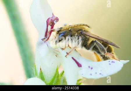 Abeille sauvage (Rophites algirus), mâle assis sur une fleur blanche, Allemagne Banque D'Images