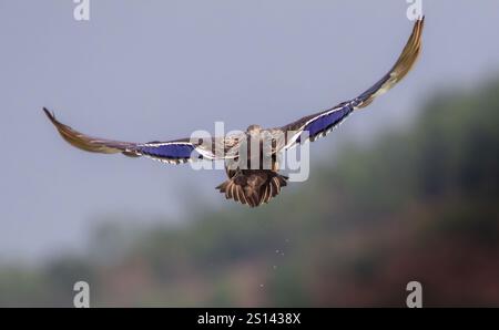 Un oiseau en vol, vu de derrière. Les ailes de l'oiseau sont largement déployées, affichant des plumes brunes et bleues. L'arrière-plan est flou, Banque D'Images