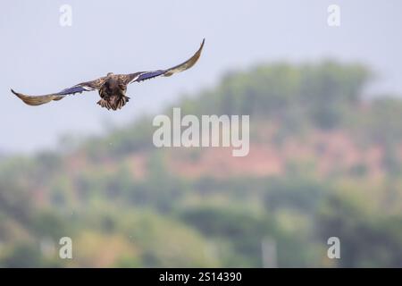 Un oiseau en vol, vu de derrière. Les ailes de l'oiseau sont largement déployées, affichant des plumes brunes et bleues. L'arrière-plan est flou, Banque D'Images