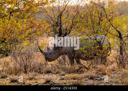 Vue latérale du rhinocéros dans la forêt, parc national d'Etosha, Namibie Banque D'Images