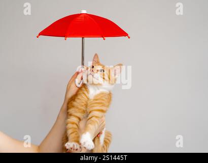 Gingembre tabby petit chaton sous parapluie rouge. Concept d'assurance des animaux. Logement pour animaux sans abri. Abritez-vous, adoptez un animal de compagnie. Beau chaton drôle dedans Banque D'Images