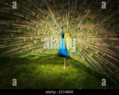 Portrait de paon avec plumes étalées. Image avec bords sombres. Banque D'Images