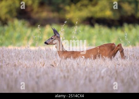 Le cerf rosé se déplace lentement à travers un champ de blé mûr. Banque D'Images