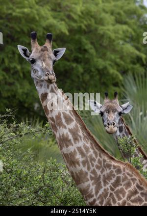 Deux girafes Massaï dans le parc national Nyerere Tanzanie Banque D'Images