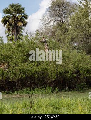 Une girafe Massaï paissant sur Acacia dans le parc national Nyerere en Tanzanie Banque D'Images