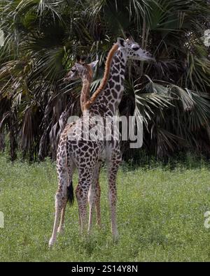 Deux girafes Massaï dans le parc national Nyerere Tanzanie montrant les deux variantes génétiques différentes de couleur Banque D'Images