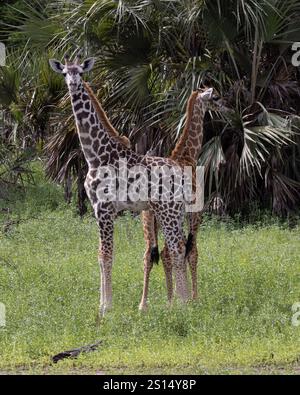 Deux girafes Massaï dans le parc national Nyerere Tanzanie montrant les deux variantes génétiques différentes de couleur Banque D'Images