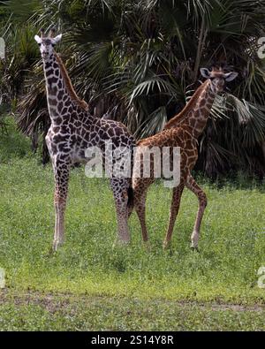 Deux girafes Massaï dans le parc national Nyerere Tanzanie montrant les deux variantes génétiques différentes de couleur Banque D'Images