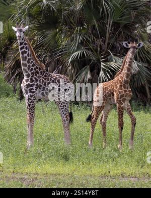 Deux girafes Massaï dans le parc national Nyerere Tanzanie montrant les deux variantes génétiques différentes de couleur Banque D'Images