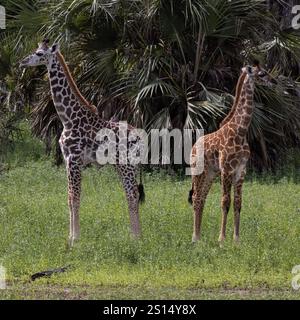 Deux girafes Massaï dans le parc national Nyerere Tanzanie montrant les deux variantes génétiques différentes de couleur Banque D'Images