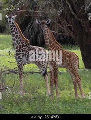 Deux girafes Massaï dans le parc national Nyerere Tanzanie montrant les deux variantes génétiques différentes de couleur Banque D'Images