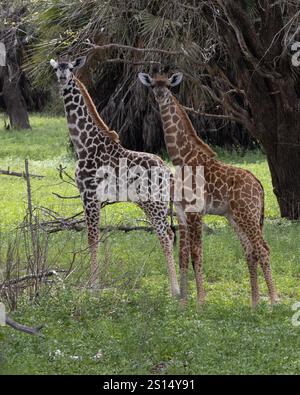 Deux girafes Massaï dans le parc national Nyerere Tanzanie montrant les deux variantes génétiques différentes de couleur Banque D'Images