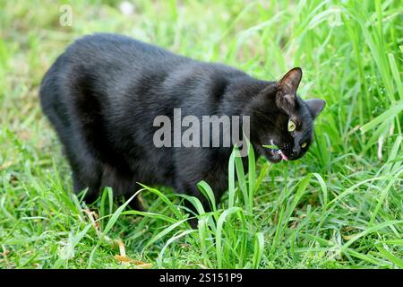 Jeune chat domestique noir femelle (Felis catus) mâchant des brins d'herbe Banque D'Images