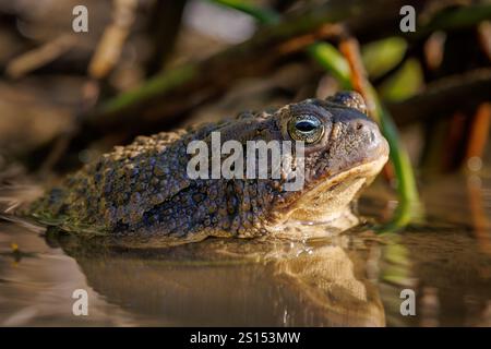 Woodhouse Toad, Mills Canyon, comté de Harding, Nouveau-Mexique, États-Unis. Banque D'Images