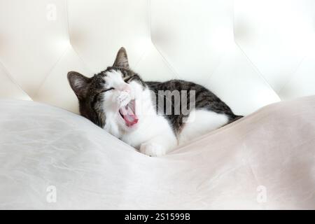 Chat tabby endormi bâillant avant de faire une sieste et d'aller dormir dans un lit confortable et moelleux Banque D'Images