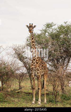 Masai Girafe entre les arbres i au Serengeti en Tanzanie, Afrique de l'est Banque D'Images