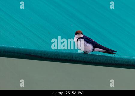 Hirondelle à queue métallique (Hirundo smithii) assise sur le toit d'une tente au camping du Serengeti en Tanzanie, Afrique de l'est Banque D'Images