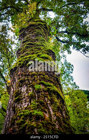 Un arbre imposant couvert de mousse vibrante atteint le ciel, capturant l'essence de la croissance et de la résilience dans le monde naturel. Banque D'Images