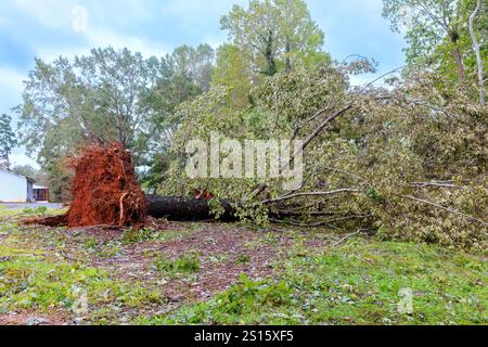 L'arbre massif a été déraciné se trouve sur son côté dans le cadre rural ses racines sont exposées, mettant en évidence les dommages causés par le temps violent récent d'ouragan. Banque D'Images