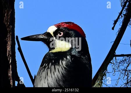 Pacific Grove, Californie, États-Unis. 31 décembre 2024. Wookpecker (Melanerpes formicivorus) au travail (crédit image : © Rory Merry/ZUMA Press Wire) USAGE ÉDITORIAL SEULEMENT! Non destiné à UN USAGE commercial ! Banque D'Images