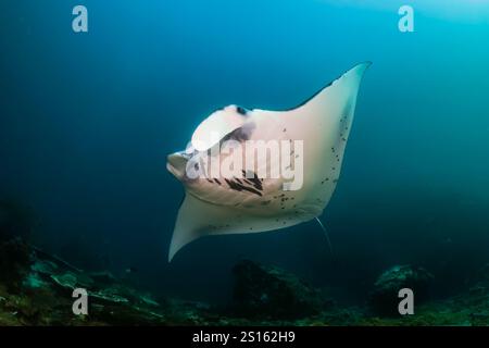 Grand récif Manta Ray (M. alfredi) sur un récif corallien tropical trouble à Bali, Indonésie Banque D'Images