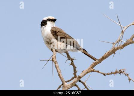 La pis à couronne blanche du sud (Eurocephalus anguitimens) du lac Easyi, Tanzanie. Banque D'Images