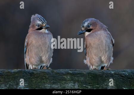 Jays (Garrulus glandarius) en fin d'après-midi soleil d'hiver Banque D'Images