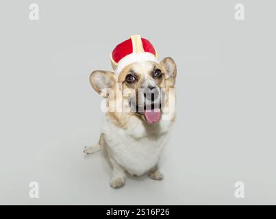 Portrait Pembroke Welsh Corgi chien célébrant le carnaval ou trois sages portant une couronne avec un visage d'expression heureuse. Isolé sur fond de boulangerie blanc Banque D'Images