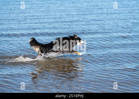 Un chien Border Collie jouissant de plaisir dans la mer à Morecambe sur la côte du nord-ouest de l'Angleterre. Banque D'Images