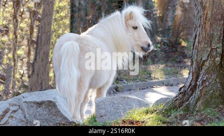 White Pony dans un cadre de forêt paisible pendant la journée Banque D'Images
