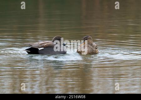 Gadwall-Mareca strepera mâle et femelle Banque D'Images