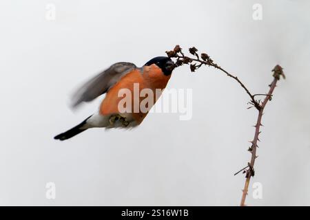 Bullfinch-Pyrrhula pyrrhula mâle se nourrissant en vol. Hiver Banque D'Images