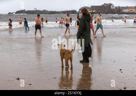 North Berwick Loony Dook. North Berwick West Sands. East Lothian. Écosse, Royaume-Uni. 1er janvier 2025. Au jour du nouvel an Loony Dook à North Berwick Josey le chien a décidé de rester au chaud! (Crédit photo : David Mollison/Alamy Live News Banque D'Images
