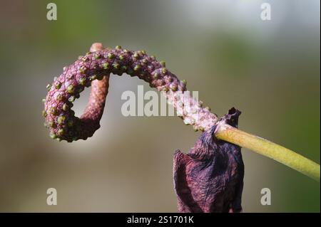 Séché et fané, vue rapprochée d'Anthurium andraeanum Banque D'Images