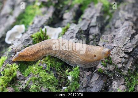 Arion fuscus, connu sous le nom de Dusky Arion, terre limace de Finlande Banque D'Images