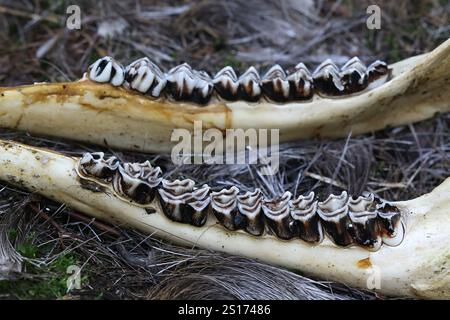 Dents et os mandibulaire d'un maxillaire d'orignal, anatomie dentaire d'herbivore Banque D'Images